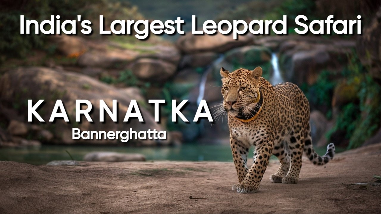 Unveiling India's Largest Leopard Safari, Karnataka | Lok Sabha Speaker Elections | Rhino Poaching