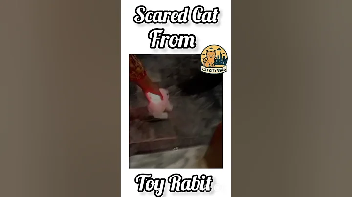 Video 11062761: funny cat reaction kittens, scared cats funny, cute cat toys