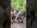 La Vida Salvaje en África