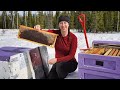 Busy as a Bee | Spring Break Up in Alaska