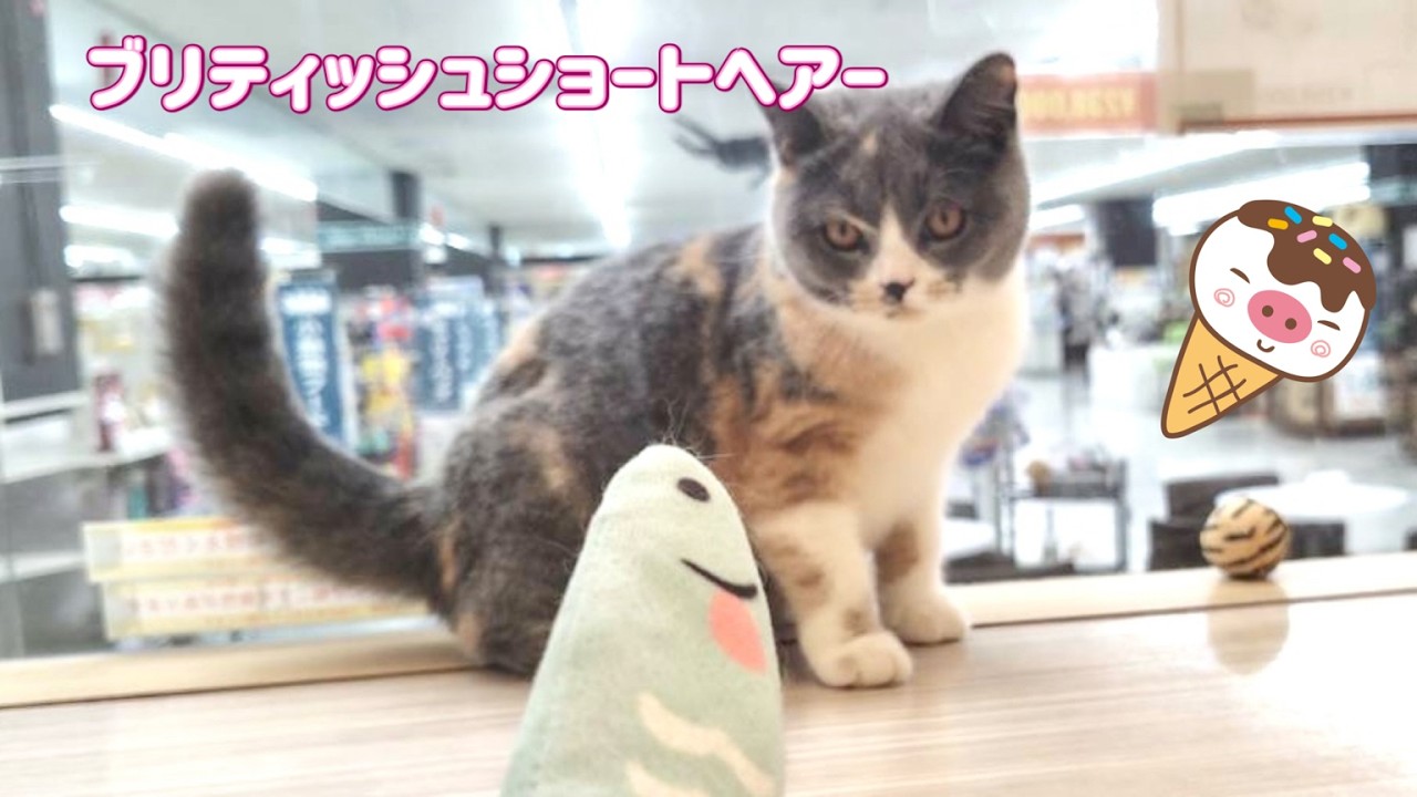 ブリティッシュショートヘア | ペットショップ マルワン 小さめ子犬