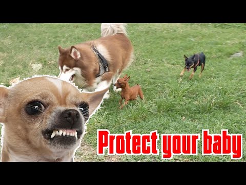 Video Chó Mẹ Sủa To Bảo Vệ Chó Con Trước Chó Khác Và Người... - youtube