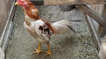 update kuv cov qaib ej rau cov phooj ywg nyiam qaib tau saib ua si