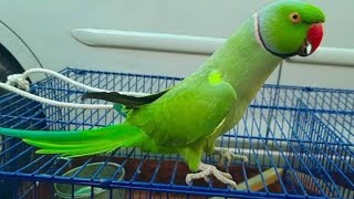 My Parrot Talking Is Always Superb