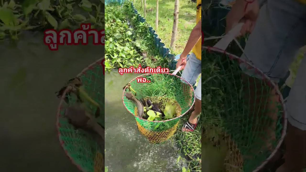 สร้างคลังอาหารที่ยั่งยืน #canal #nature #คลองไส้ไก่ #ปลาดุก #เกษตรกรรมที่ยั่งยืน #automobile