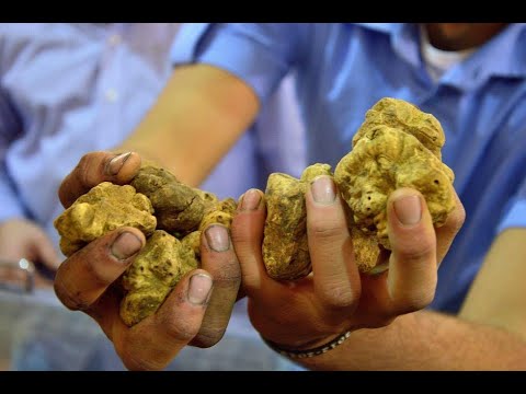 Truffles Hunting In Italy/ ТРЮФЕЛЬНАЯ ОХОТА В ИТАЛИИ