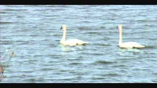 GP IBA Trumpeter Swans taking off
