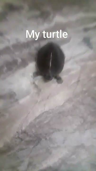 my turtle