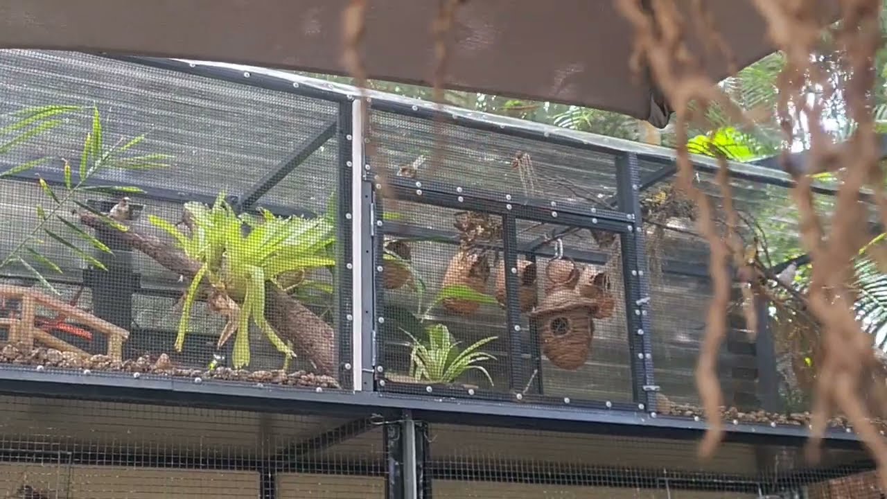 Finch Aviary extension.