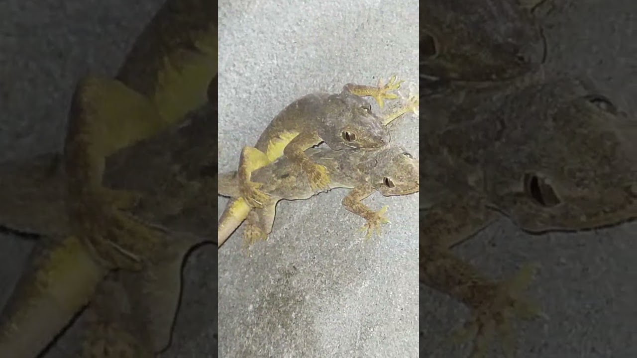 টিকটিকির খেলা