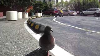 Stumpy:The Intro