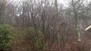 Snowing at sugar mountain ski resort