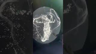 #музыка #bholenathptoject