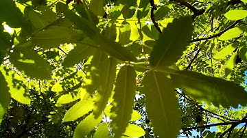 Doogee S40 video sample