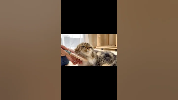 Watch the video about [Short] 😻Scottish Fold kitten changing her pose while being brushed. Elle video No.S289