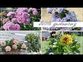 【6月のガーデニング】暑さに強い夏のお花購入/遅咲きバラの開花/ラグランジアたちの開花/ナメクジ対策・鉢増し