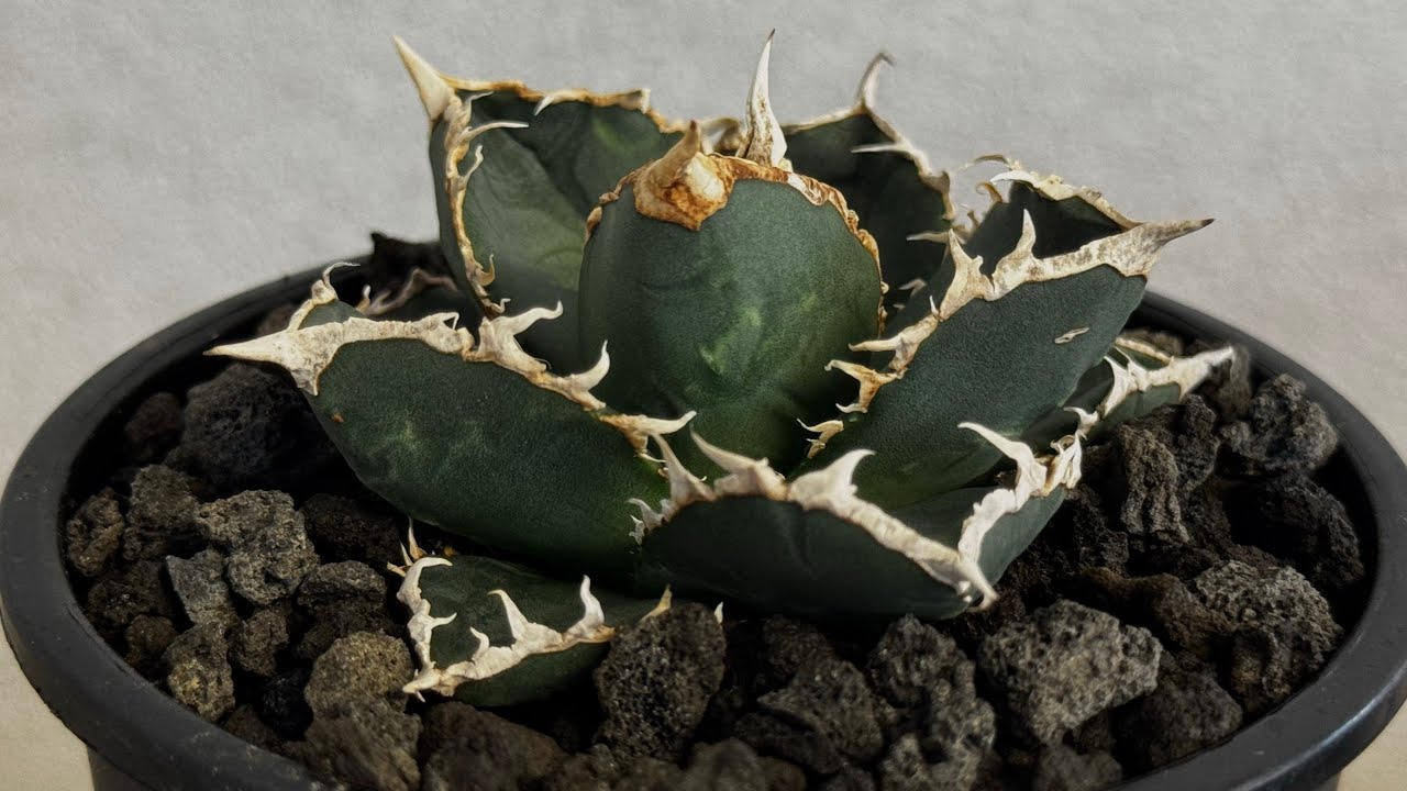 20260625 厳選◇アガベ・チタノタ 狼人（小株）-040｜agave titanota