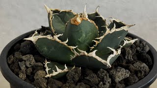 20260625 厳選◇アガベ・チタノタ 狼人（小株）-040｜agave titanota