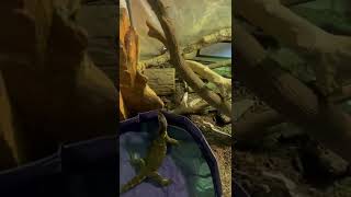 Celebrity This is why you don’t feed your monitor lizard with your bare hands Wealth