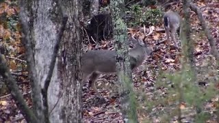 2019 NC Deer - RUTTING bucks