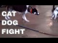 CATS AND DOGS PLAY FIGHTING | CAT DOG FIGHT | CAT FIGHTS OFF DOG | CAT AND PUPPY FIGHTING 🐶😺