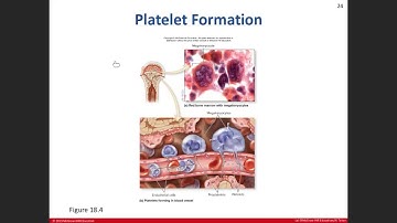 Day 5: Blood Chapter 18 Lecture 1/27/21 Part 2