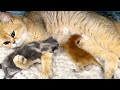 Adopted kittens fight again for one breast of the mother cat, who wants to calm them down