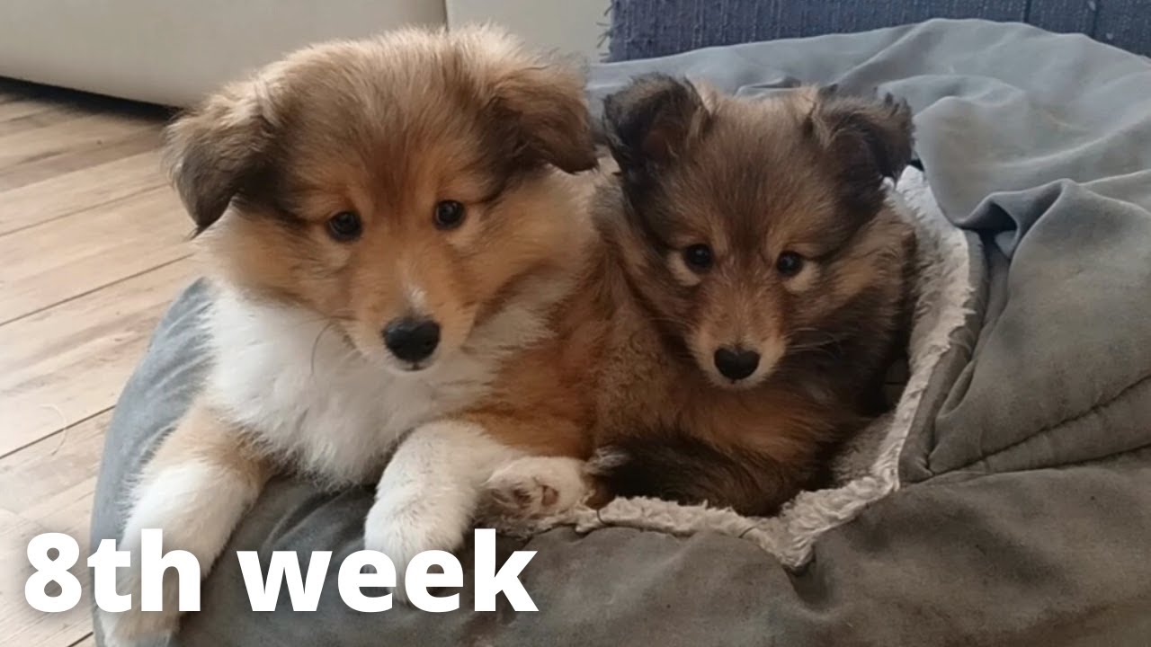特撮 Shetland Sheepdog (Pet love) 特撮 Shetland Sheepdog (Pet love) Photos by Mini CHW