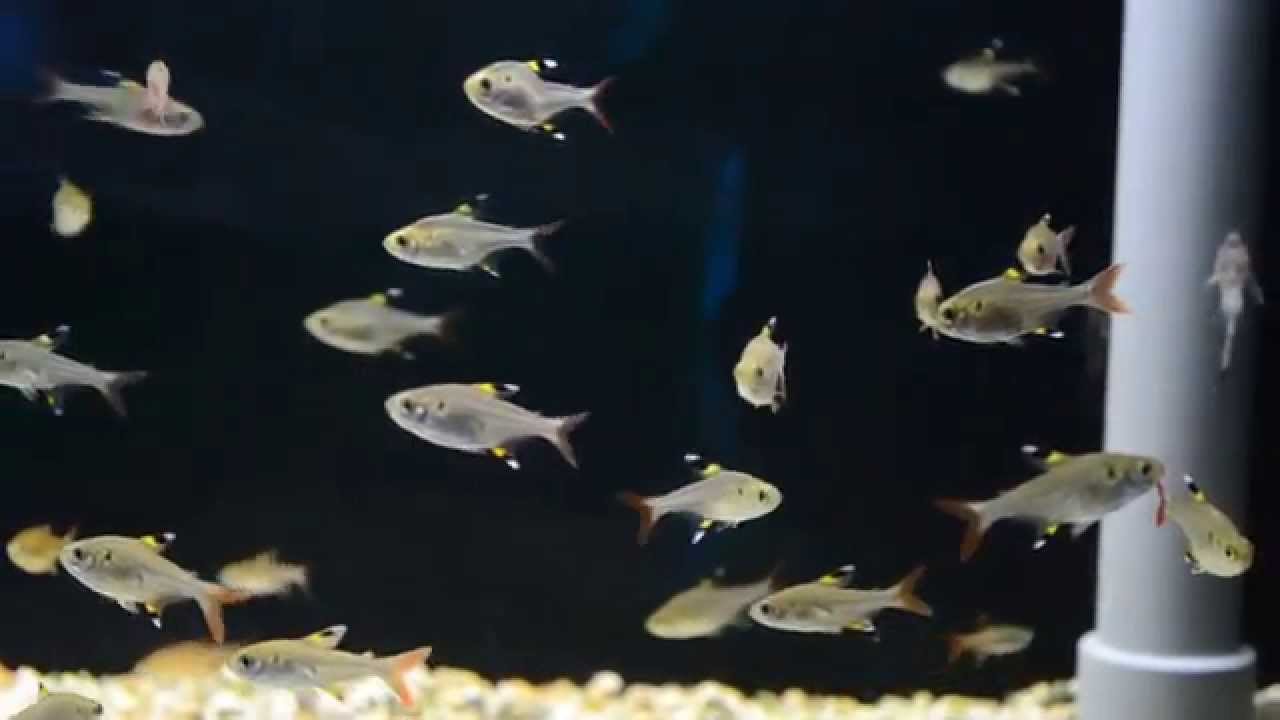 Pristella Tetras