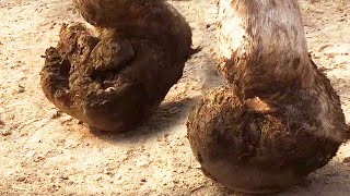 修驴蹄：驴蹄内卷成“拳头蹄”，双栽蹄卷半尺，硬如骨的肉垫抠出3斤渣【河北小辉姐】