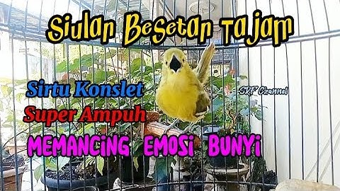 Sirtu/cipoh gacor bikin emosi lawan  sangat memancing emosi bunyi#sirtugacor@srfchannel3881