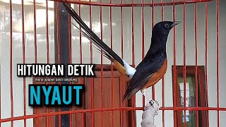 Download Lagu murai batu gacor AMPUH buat PANCINGAN murai batu agar bunyi JADIKAN burung murai gacor NYAUT MP3 Download Lagu murai batu gacor AMPUH buat PANCINGAN murai batu agar bunyi JADIKAN burung murai gacor NYAUT MP3