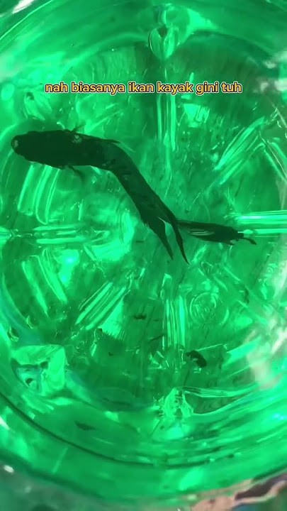 Ini Dia Ciri-Ciri Ikan Cupang Yang Sakit !!