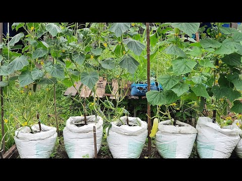 Video: Apa Yang Boleh Ditanam Di Rumah Hijau Di Sebelah Timun? Bolehkah Tomato Ditanam? Jiran Terbaik. Sesuai Dengan Terung Dan Sayur-sayuran Lain Di Rumah Hijau Yang Sama