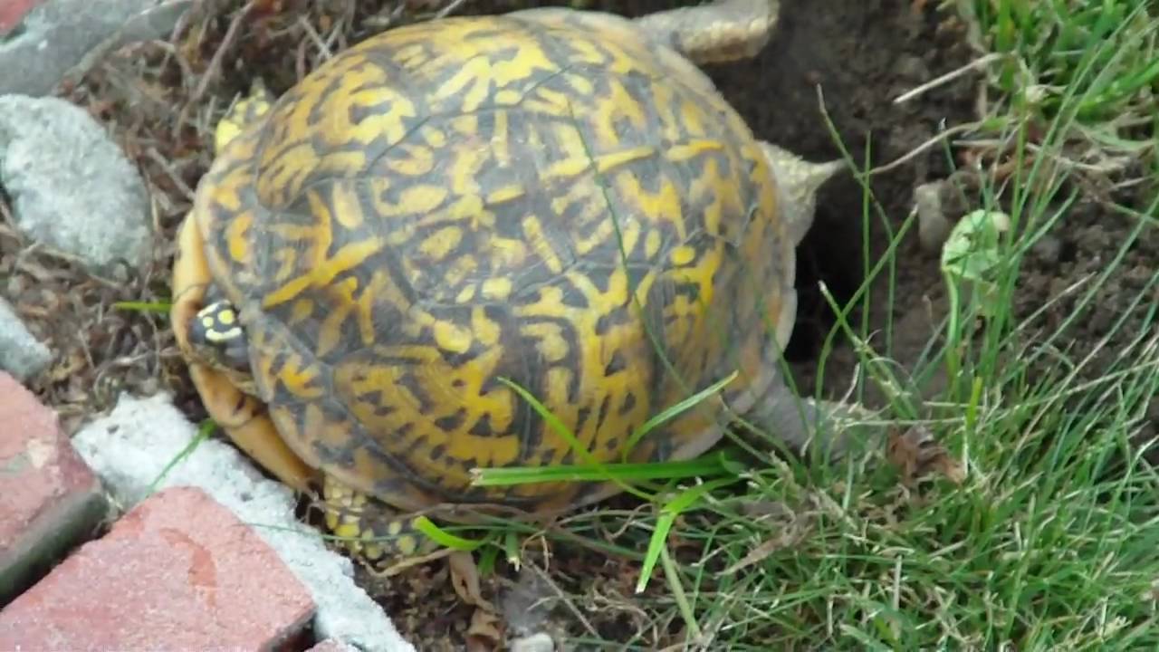 Eastern Box Turtle Lays an Egg YouTube