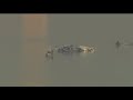 Plane crash near Washington D.C. | No survivors expected, recovery efforts continue