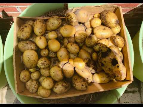 Harvesting 10 Containers of Yukon Gold Potatoes || Reclaiming Our Roots