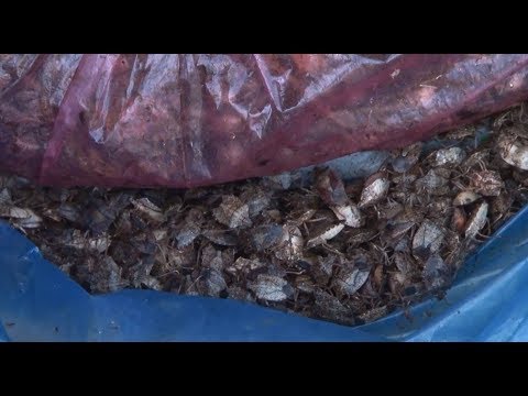 \"შეაგროვე და გაანადგურე აზიური ფაროსანა\" - კონკურსი მავნებლის წინააღმდეგ