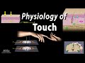 Physiology of touch receptors and pathways animation