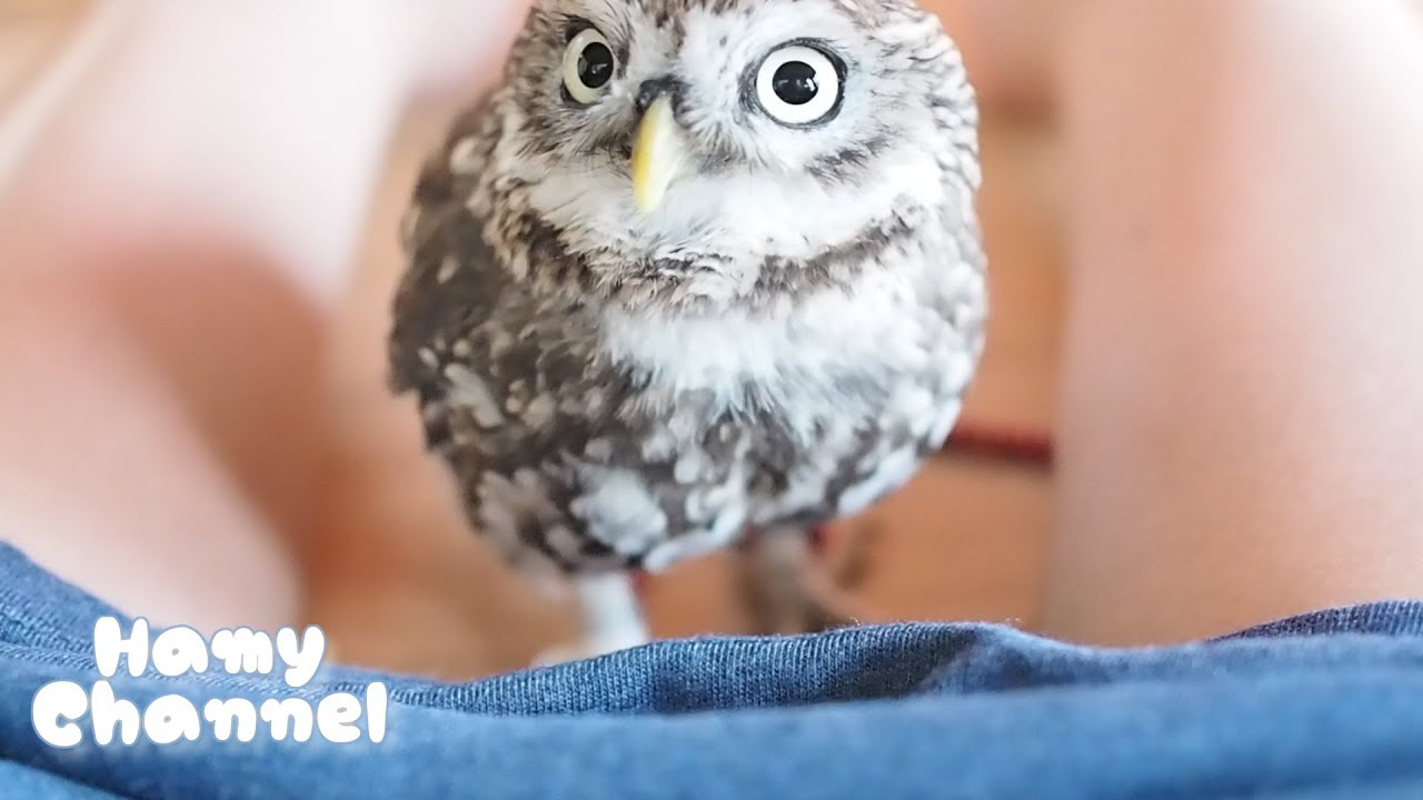 スカートの中に イタズラフクロウ コキンメフクロウのハミィ かわいいペット Little Owl Hamy Get In The Skirt Youtube