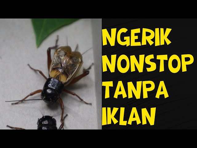 SUARA JANGKRIK AMPUH PENGUSIR TIKUS 1 JAM NON STOP TANPA IKLAN class=