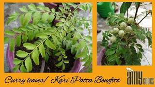 Benefits of Curry Plant and leaves/ Kari patta/ How to grow curry plant at home _ AinyCooks