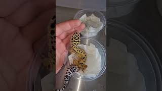 Ever wonder what could come in your MYSTERY pack leopard gecko? ?