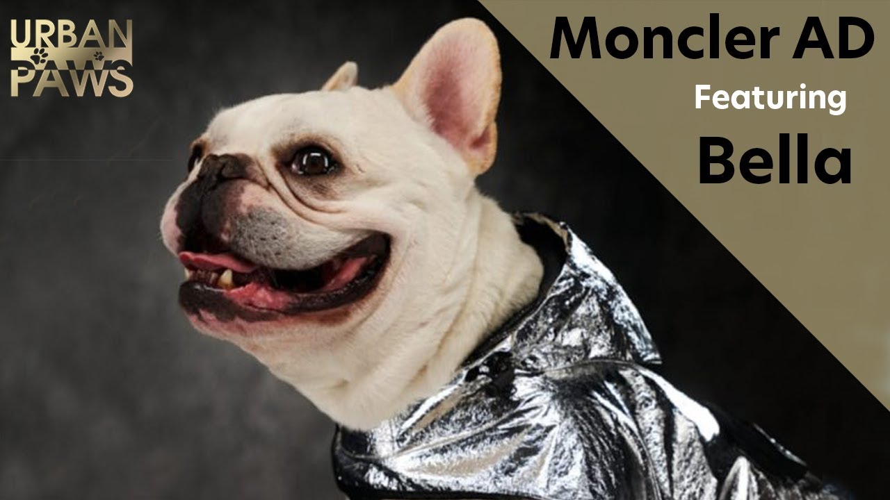 moncler french bulldog