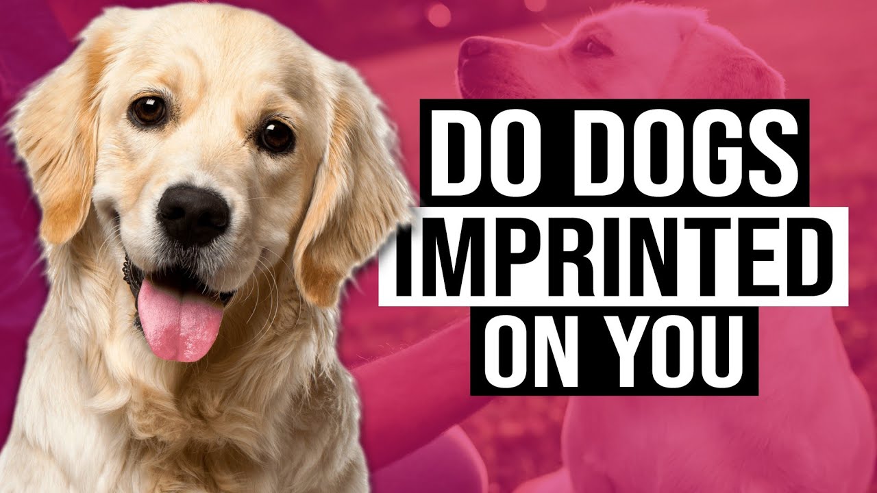 This Means Your Dog Has Imprinted on You - YouTube