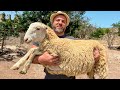 Butchering A Whole Sheep And Cooking A Juicy Stew That Makes Me Crazy