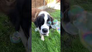 Just a dog and her bubbles!