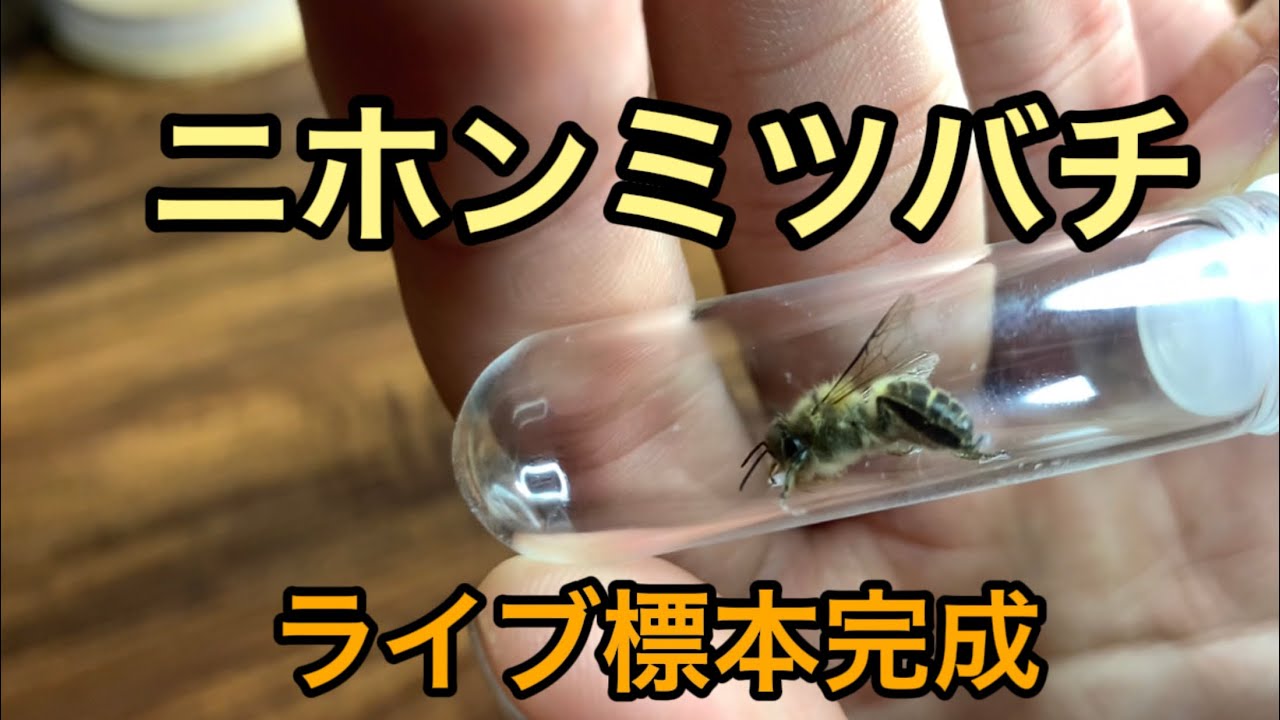 ニホンミツバチライブ標本完成しました！ - YouTube