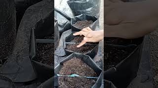 Seedlings Sharing Seedlings There Are Eggplant Chili And Mushrooms viral short ga