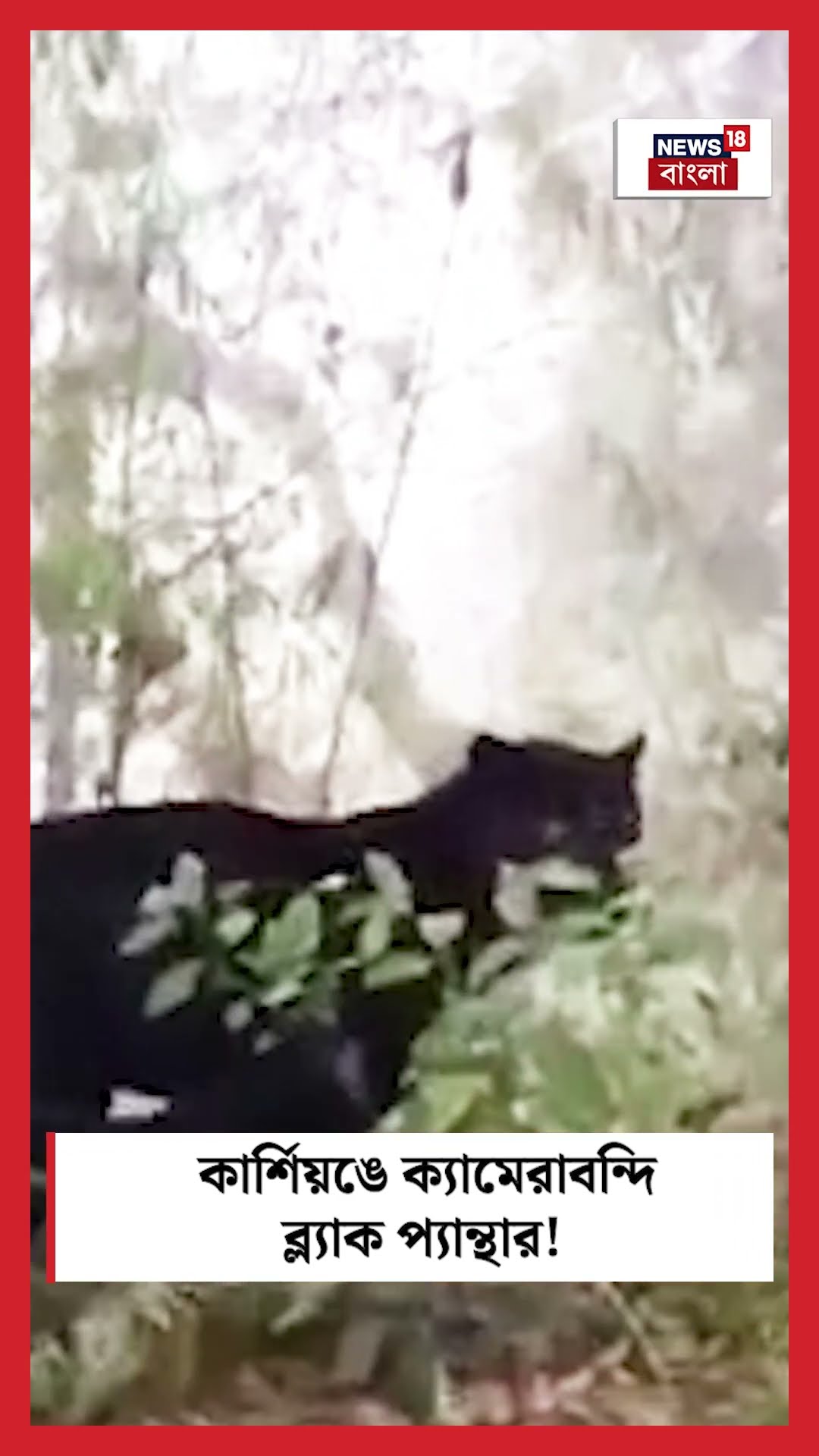 Kurseong এ ক্যামেরাবন্দি Black Panther ! দেখুন সরাসরি | Bangla News | #shorts